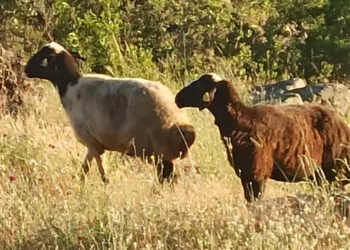 Kaçan kurbanlık koyunlar, 2 gün sonra bulundu