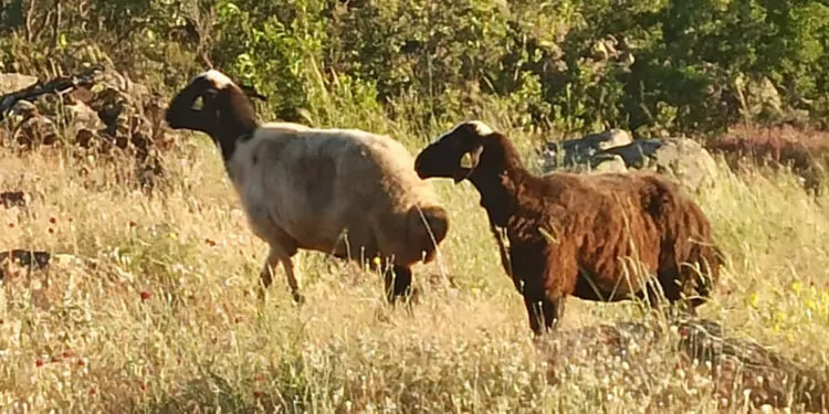 Kaçan kurbanlık koyunlar, 2 gün sonra bulundu