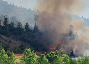 Kahramanmaraş Dulkadiroğlu'nda orman yangını