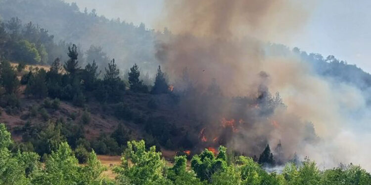 Kahramanmaraş Dulkadiroğlu'nda orman yangını