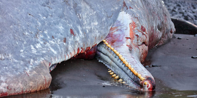 Karaya vuran balinanın içinden 500 bin Euro çıktı