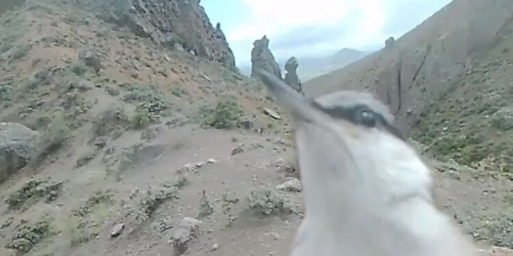 Kaya sıvacısı, fotokapanı gagalarken görüntülendi