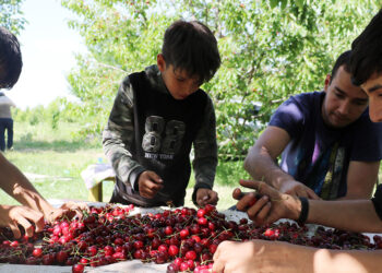 Kaymakam araya girdi; kiraz alım fiyatı güncellendi