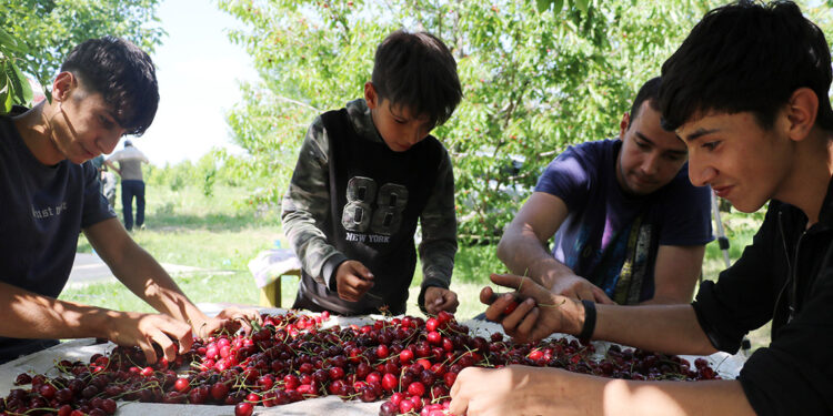 Kaymakam araya girdi; kiraz alım fiyatı güncellendi