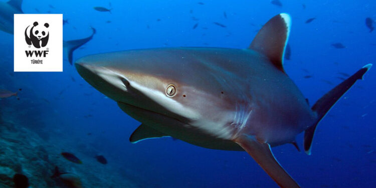 Kıkırdaklı balıkların 3'te 1'inin nesli tehdit altında