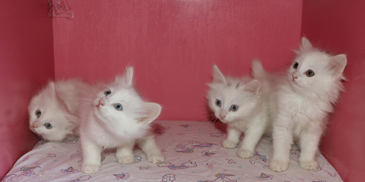 Klimalı Kedi Villası'nda ikinci parti doğumlar başladı