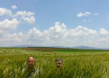 Konya ovası’nda 180 santimetrelik buğday yetişti