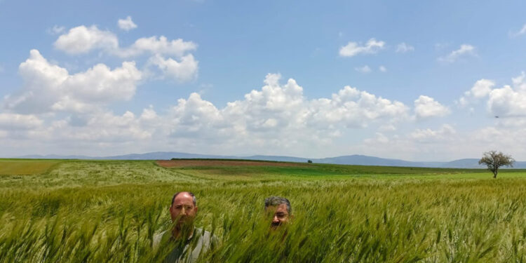 Konya Ovası’nda 180 santimetrelik buğday yetişti