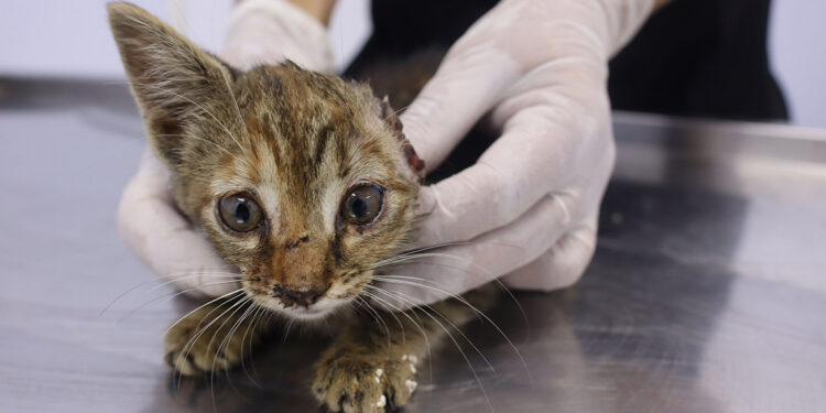 Kulağı kopan yavru kediyi barınak kapısına bıraktılar