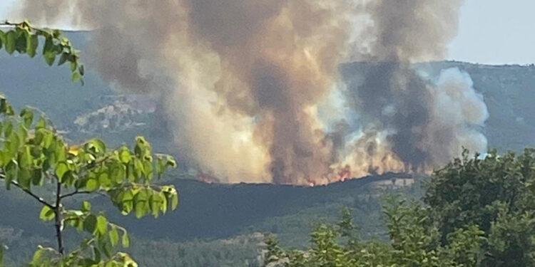Kütahya Tavşanlı'da orman yangını
