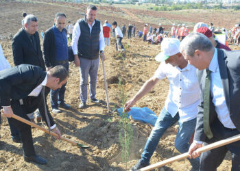 Manavgat yangın alanında 5 milyon fidan toprakla buluştu