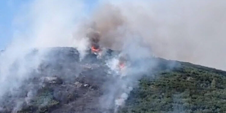 Muğla Menteşe'de orman yangını