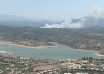 Muğla Milas'ta orman yangını