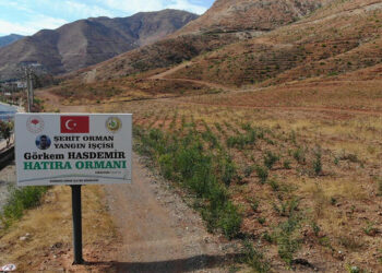 Muğla'daki büyük yangında zarar gören alanlar yeşeriyor