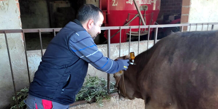 Nazilli ve Kuyucak'ta 21 mahalleye şap karantinası
