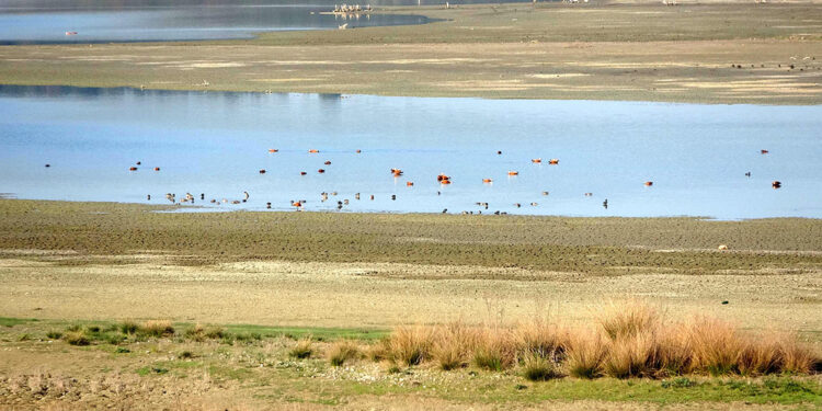 Nesli tehlike altındaki 6 su kuşunun sayısı azaldı