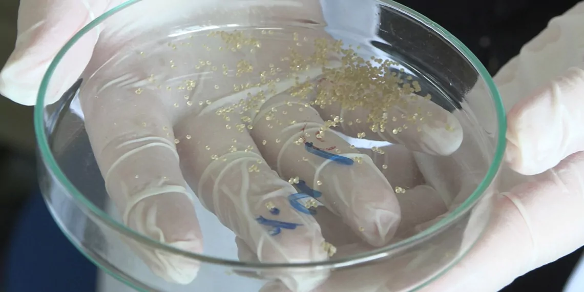 Ogrenciler anti bakteriyel yara bandi uretiyorz - i̇ş dünyası - haberton
