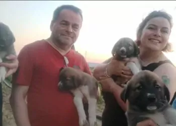 Öldürülen sokak köpeğinin 4 yavrusu sahiplendirilecek