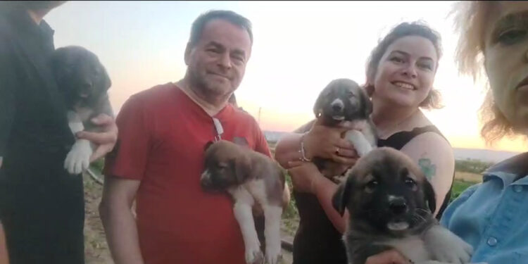 Öldürülen sokak köpeğinin 4 yavrusu sahiplendirilecek