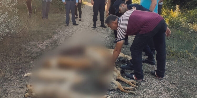 Ormanda zehirlenerek ölmüş 6 köpek bulundu