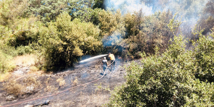 Osmaniye'de orman yangını