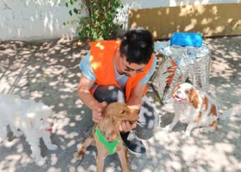 Osmaniye’de, şiddete maruz kalan köpek sahiplendirildi