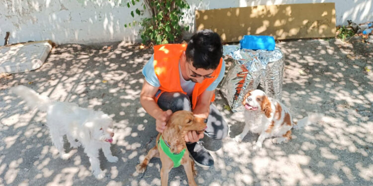 Osmaniye’de, şiddete maruz kalan köpek sahiplendirildi