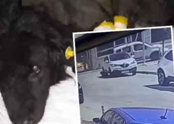 Otomobilin altındaki köpeği metrelerce sürükledi