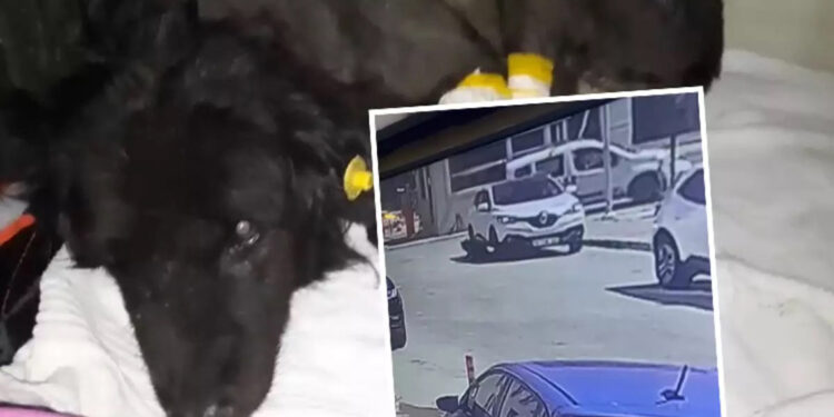 Otomobilin altındaki köpeği metrelerce sürükledi