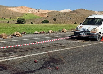 Otomobilin sürüye çarptığı kazada 15 koyun öldü