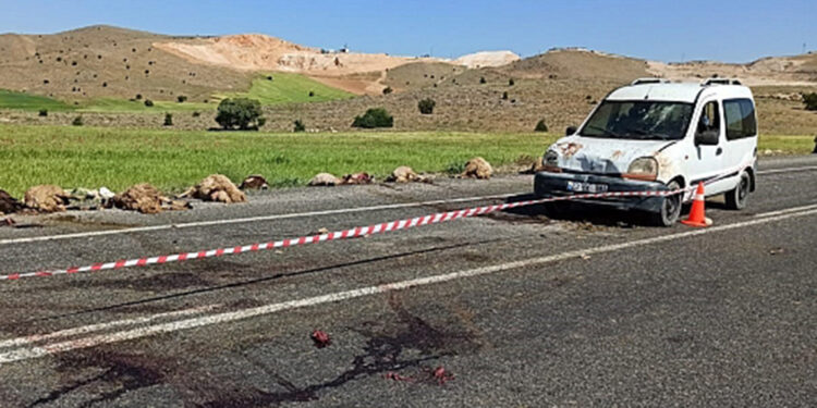 Otomobilin sürüye çarptığı kazada 15 koyun öldü