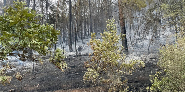 Sakarya'da çıkan orman yangını söndürüldü