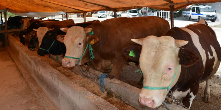 Şap hastalığı görülen samsun'da hayvan pazarları kapatıldı