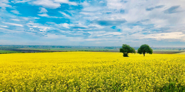 Sıcak hava dalgası tarımda verim kaybı yaşanır