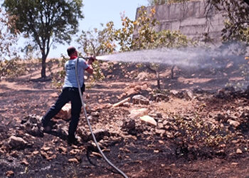 Siirt'te fıstık bahçesinde yangın; 50 ağaç yandı