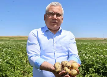 Sivas'ta patates üretiminde 'rekor rekolte' bekleniyor