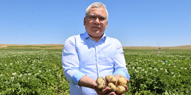 Sivas'ta patates üretiminde 'rekor rekolte' bekleniyor