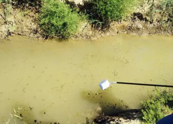 Sokağa bırakılan su kabında milyonlarca sinek üreyebilir