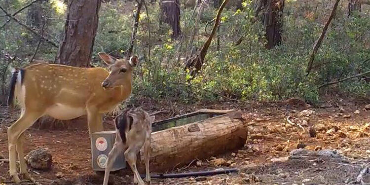 Su içen alageyik ile yavrusu fotokapanda