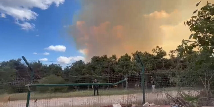 Sultangazi'de orman yangını