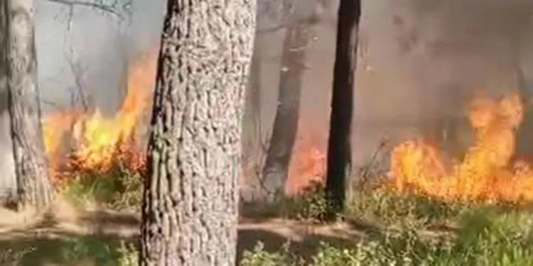 Sultangazi'de orman yangını