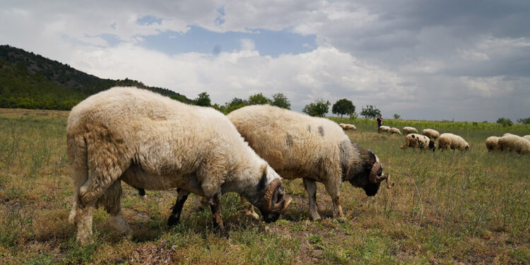 Tokat'ta hayvanlara 'mavi dil' karantinası