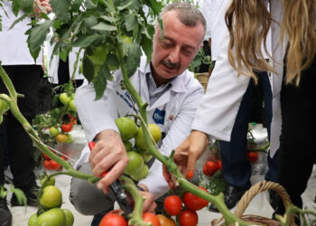 Topraksız tarım çalışmasında olumlu sonuç alındı