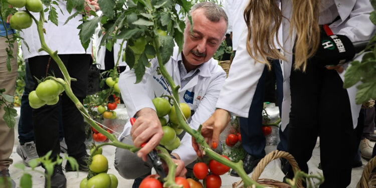Topraksız tarım çalışmasında olumlu sonuç alındı