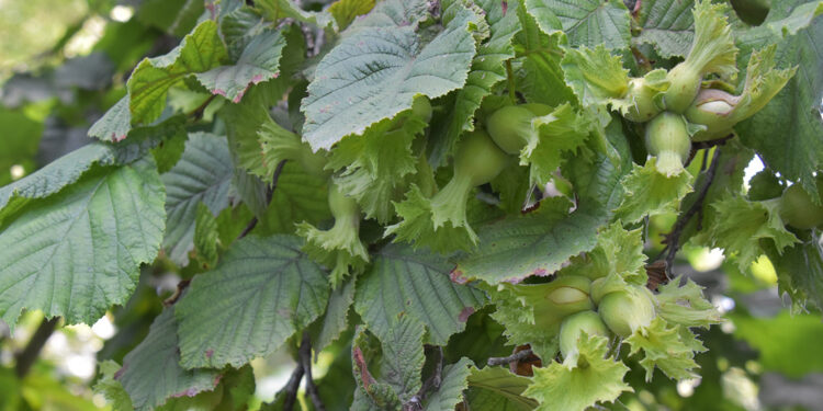 Türkiye’nin tahmini fındık rekoltesi 717 bin 931 ton