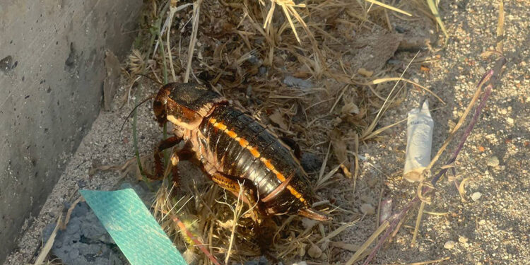 Yamyam tombul çekirge, Mardin'de görüntülendi