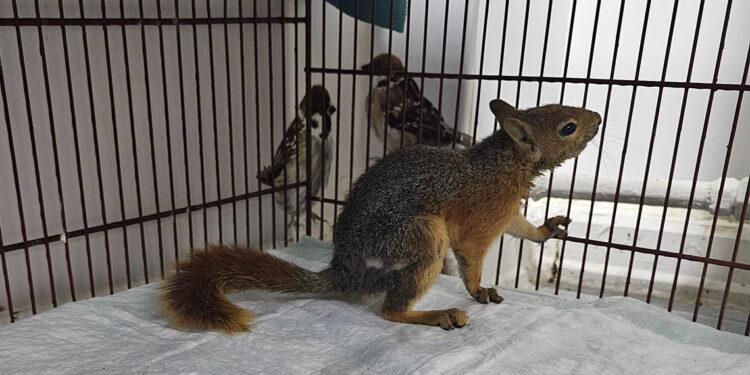 Yangından yaralı kurtarılan yavru sincap tedavi altında