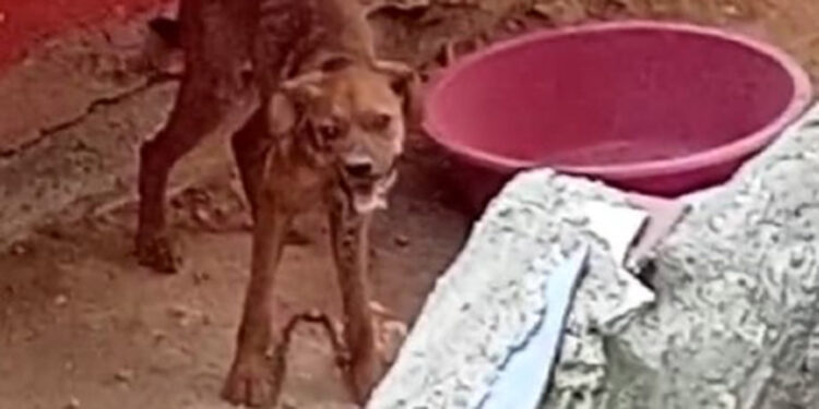 Yavru köpeği sopayla döven zanlı serbest bırakıldı