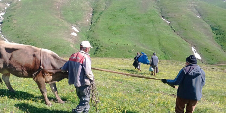 Yaylada kar kütleleri arasında sıkışan inek kurtarıldı
