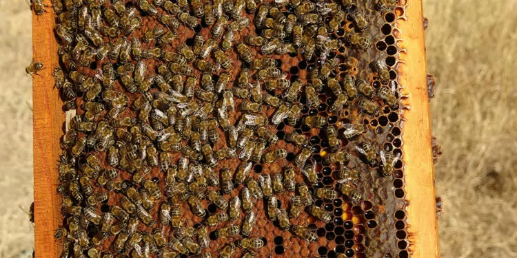 Yüksek sıcaklıklar arı popülasyonunu etkiliyor
